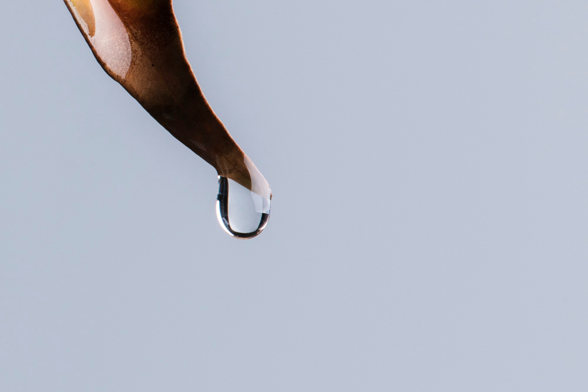 Detalle de gota